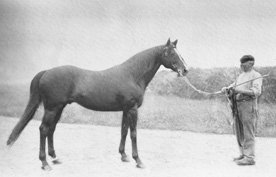 HORSERACING1002's tweet image. FLYING FOX 🇬🇧 1896
(ORME - VAMPIRE BY GALOPIN)#FlyingFox