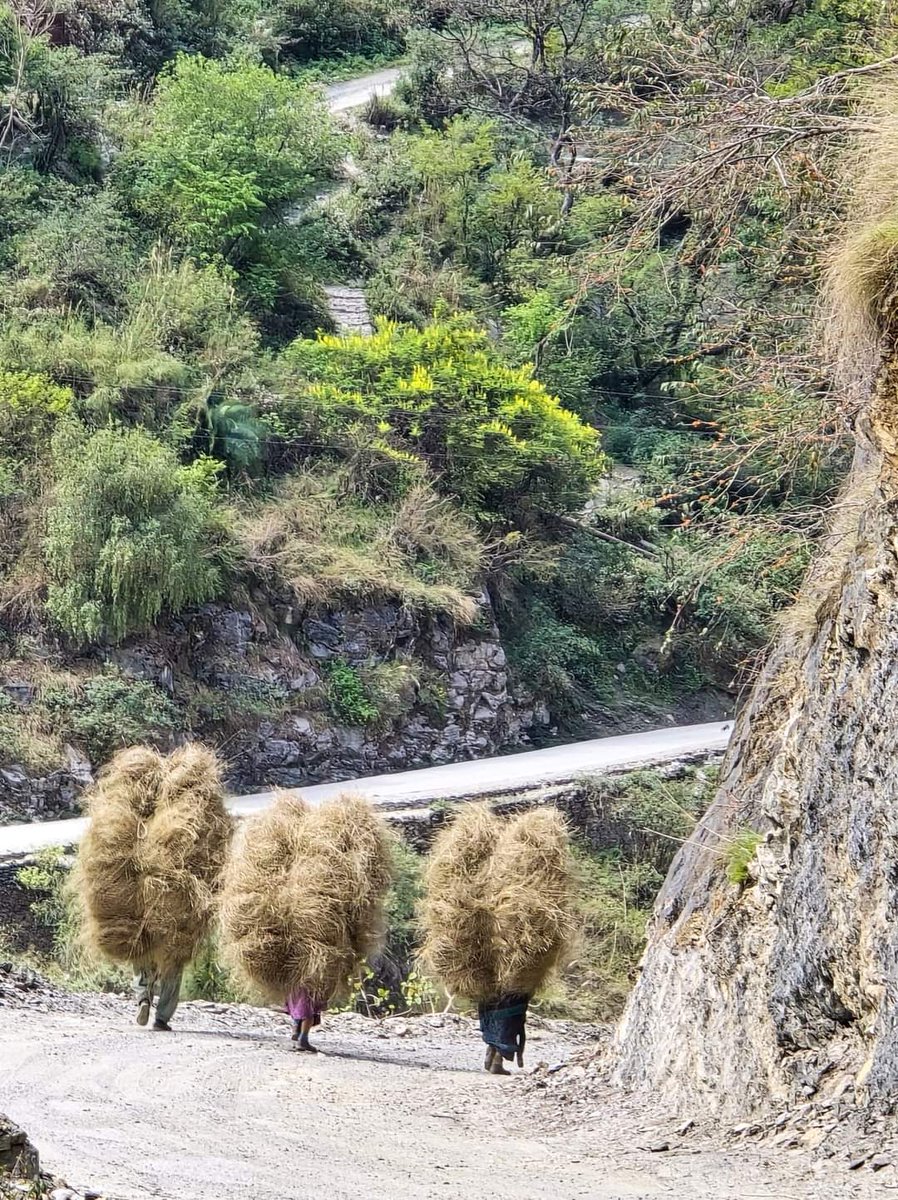 नमन है पहाड़ की मातृशक्ति को

#mountainlife #pahadan