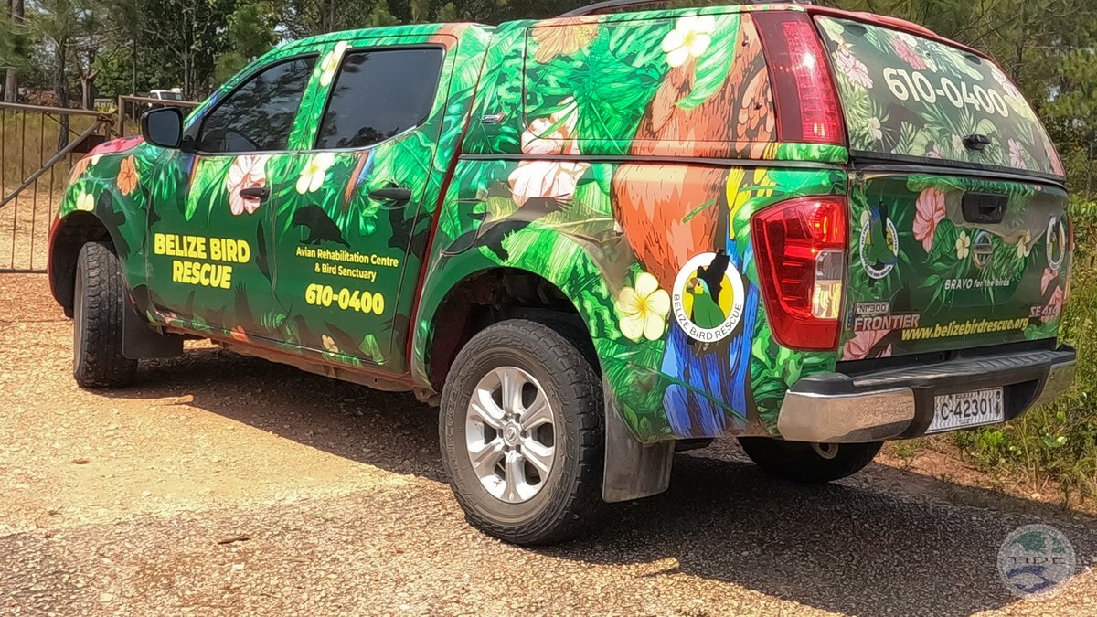 TIDEBelize's tweet photo. Yellow-headed parrot chicks reared in artificial nest boxes at Payne’s Creek National Park (PCNP) are transported to Belize Bird Rescue (BBR) shortly after hatching (for safety). They remain there for a few months until they are brought back to PCNP as young adults for release. https://t.co/JzdMYgsrOv