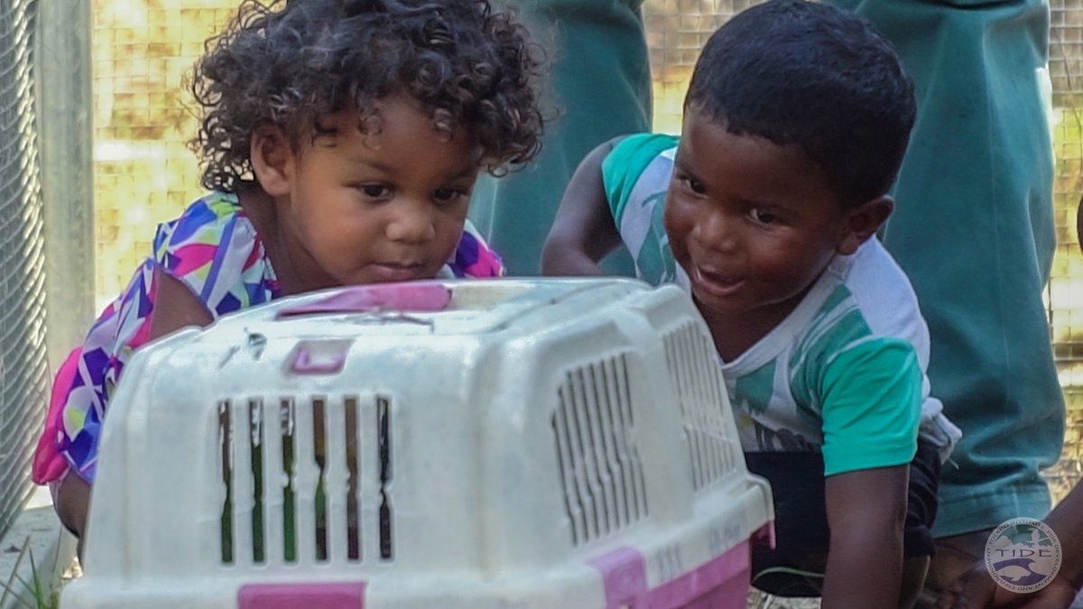Yellow-headed parrot chicks reared in artificial nest boxes at Payne’s Creek National Park (PCNP) are transported to Belize Bird Rescue (BBR) shortly after hatching (for safety). They remain there for a few months until they are brought back to PCNP as young adults for release.