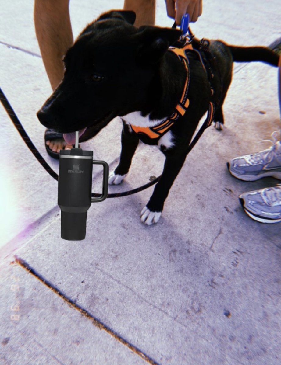 Does this Stanley cup make me look basic?  

$ZEUS