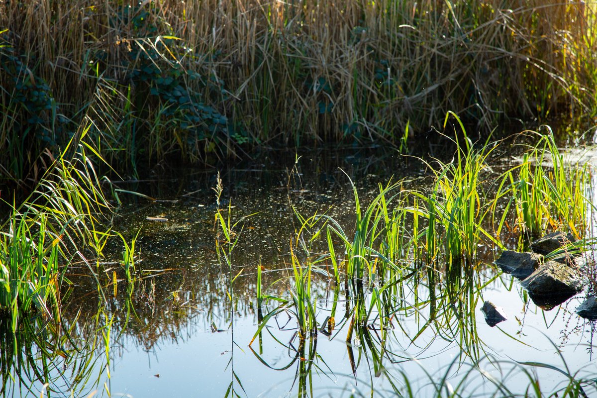 This week's Welsh wetland word is Pureiddio/Pureiddiad.

Wetlands pureiddio or purify water and reduce pollution. They filter sediment and nutrient run-off as water flows through - removing harmful substances and making water safer for us humans. 

#WordsForWetlands