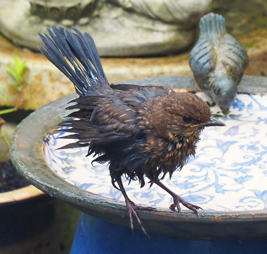 Young Blackbird just after a bath in my garden.
