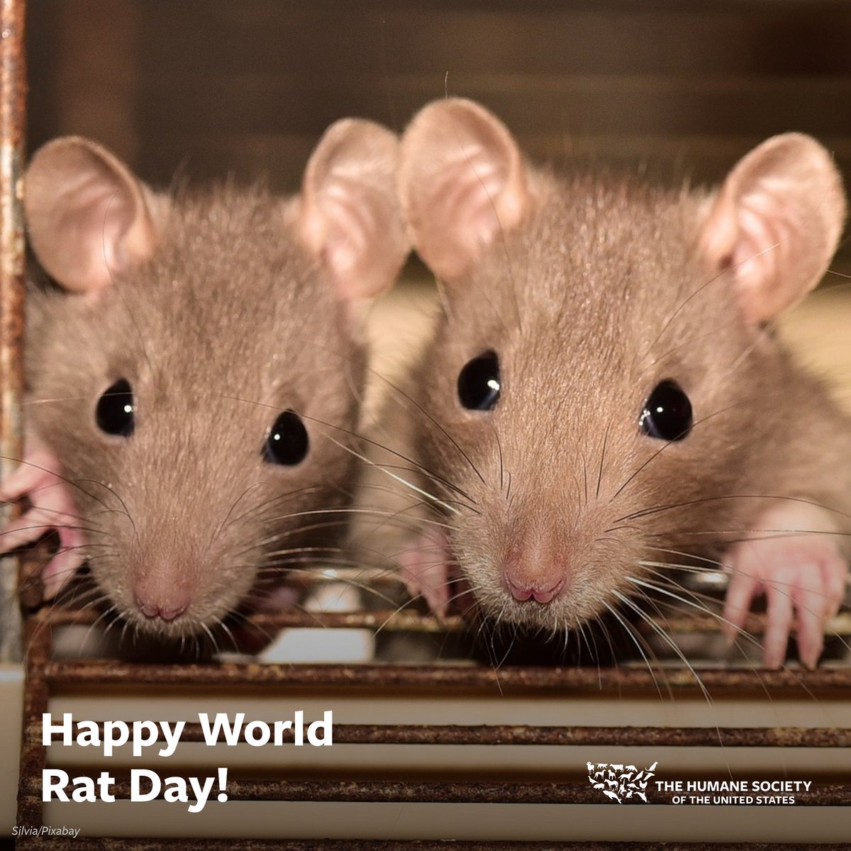 Happy #WorldRatDay! Did you know that—in addition to being adorable—rats are highly intelligent, curious & empathic? 💙🐀