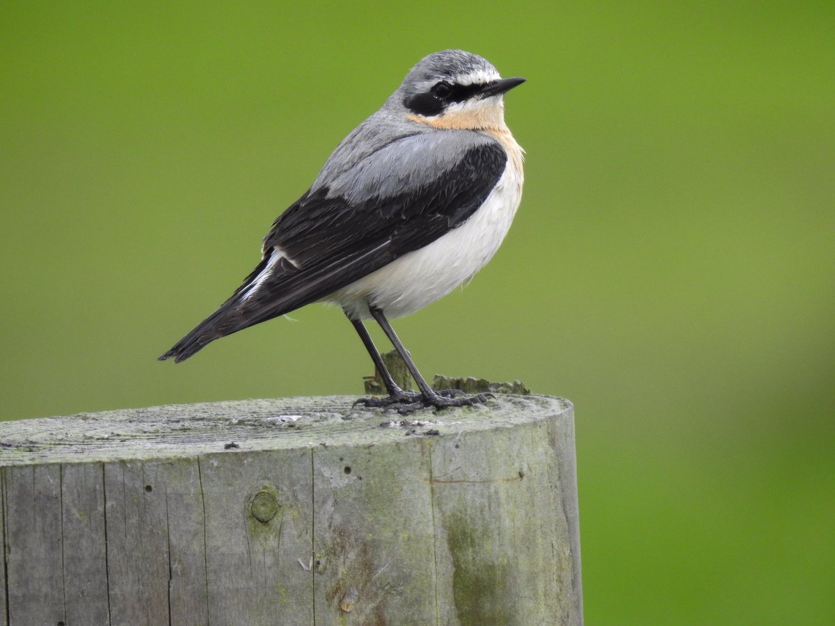 Just can’t resist a Wheatear, this one having just been soaked in a heavy shower still happily feeding from a fence post as we drove across Tealham Moor. @somersetbirds @bto_somerset1