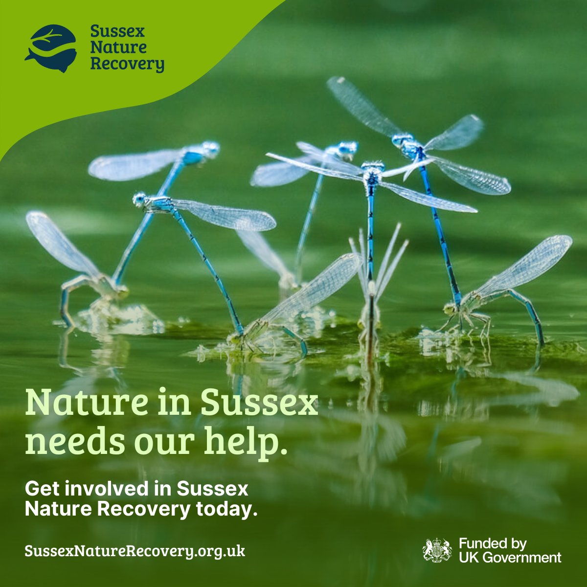 If you’re passionate about nature, would you be able to complete a new survey aimed at addressing declining habitats and species? To find out more and complete the survey, developed by Sussex Nature Recovery, click the link below: 👇 surveymonkey.com/r/RKB8RSM