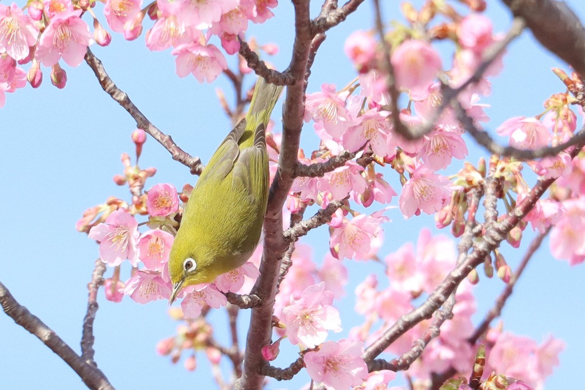 トリミー@駅メモ tweet media