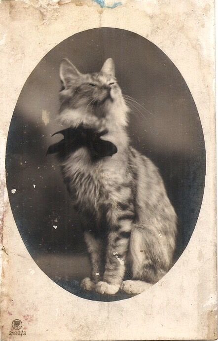 phatomthreads's tweet photo. Old cat pictures that are everything to me https://t.co/VuYvdQKobQ