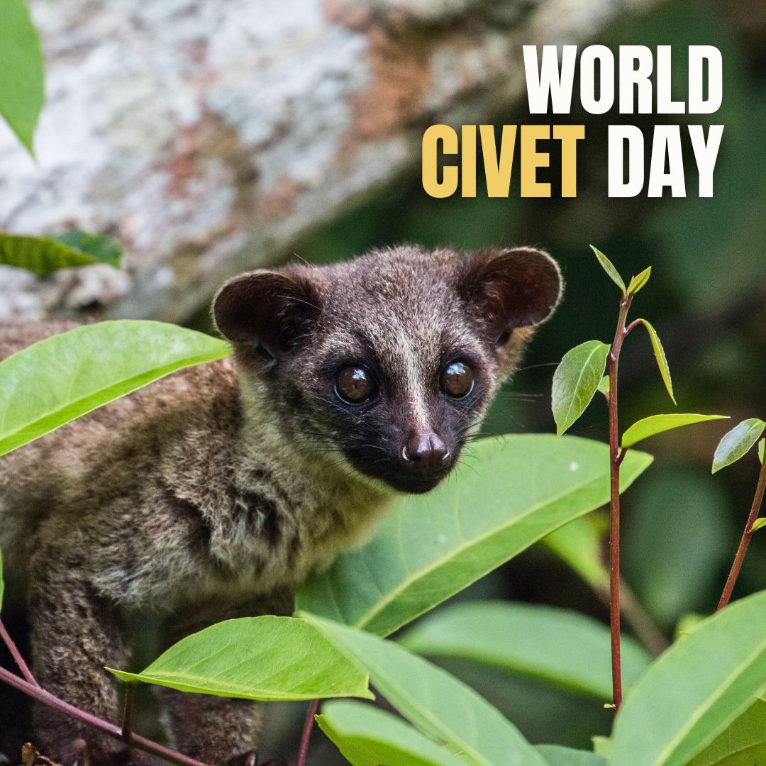 Today is the very first #WorldCivetDay, courtesy of @CivetProject 🌏 Roughly a quarter of all the world's civet species can be found in Borneo, including the adorable small-toothed palm civet pictured here!