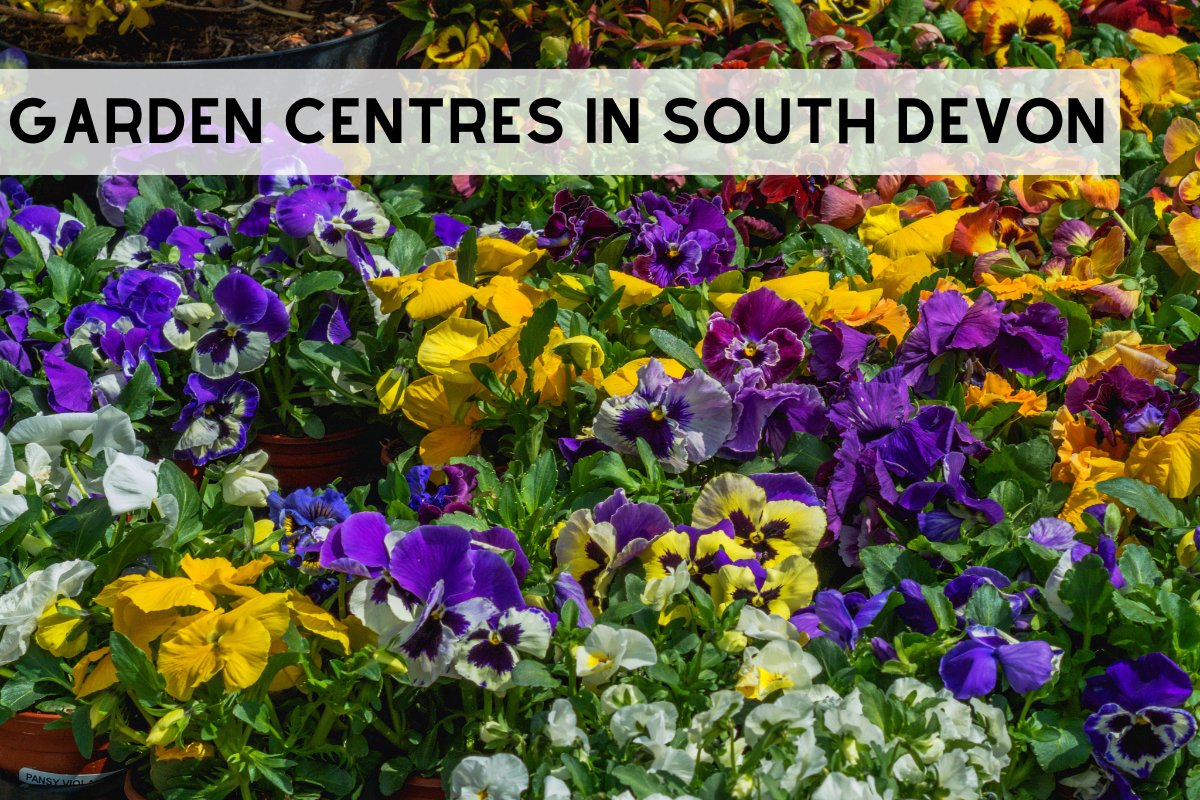 It's #NationalGardenWeek here in the UK so if you're in #SouthDevon, why not pay a visit to one of our fantastic garden centres? 🌱🌸 Check out our extensive list of all the great garden centres in the region here 👇 visitsouthdevon.co.uk/blog/read/2024… @The_RHS