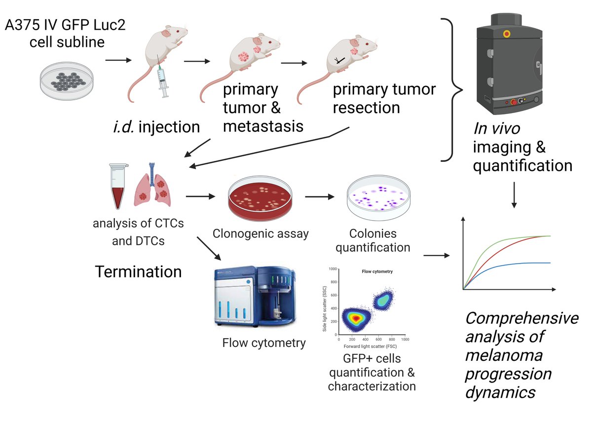souceklab's tweet image. Our team has developed a xenograft model for metastatic melanoma, offering a quantitative and qualitative analysis of circulating tumor cells #CTCs. Thanks, @bryjalab, for the great collaboration, @BFUavcr, @FNUSA_ICRC, and @MUNI_Science for support!
rdcu.be/dDG4c