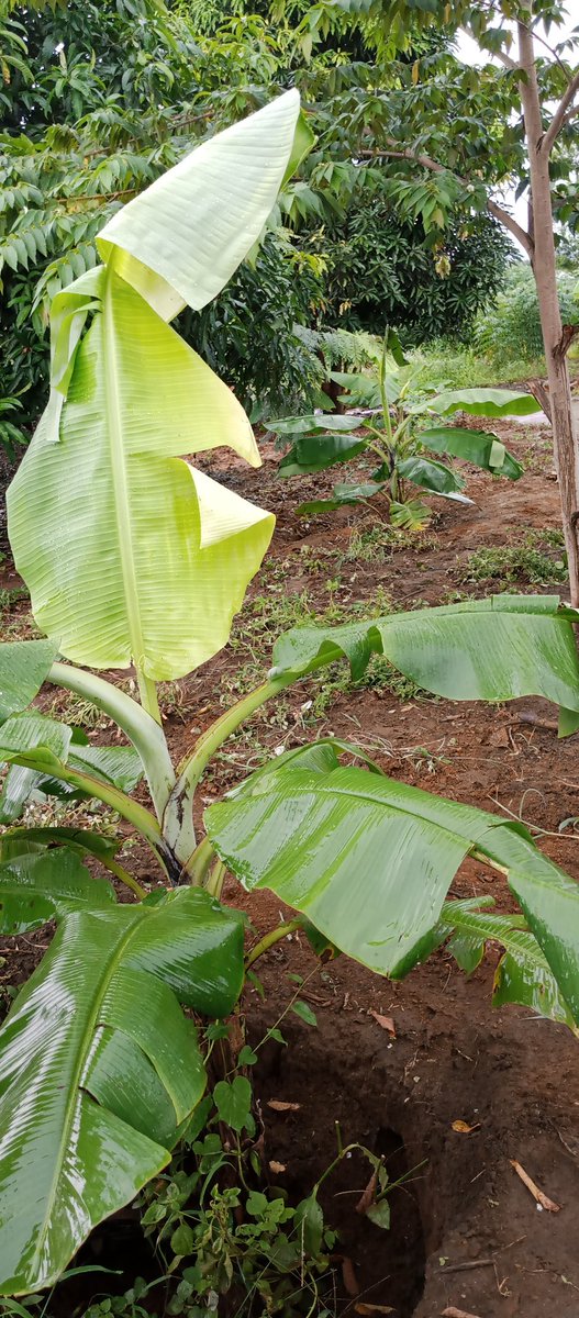 VTondelo's tweet image. Agroforestry for climate adaptation and resilience in Morogoro Tanzania