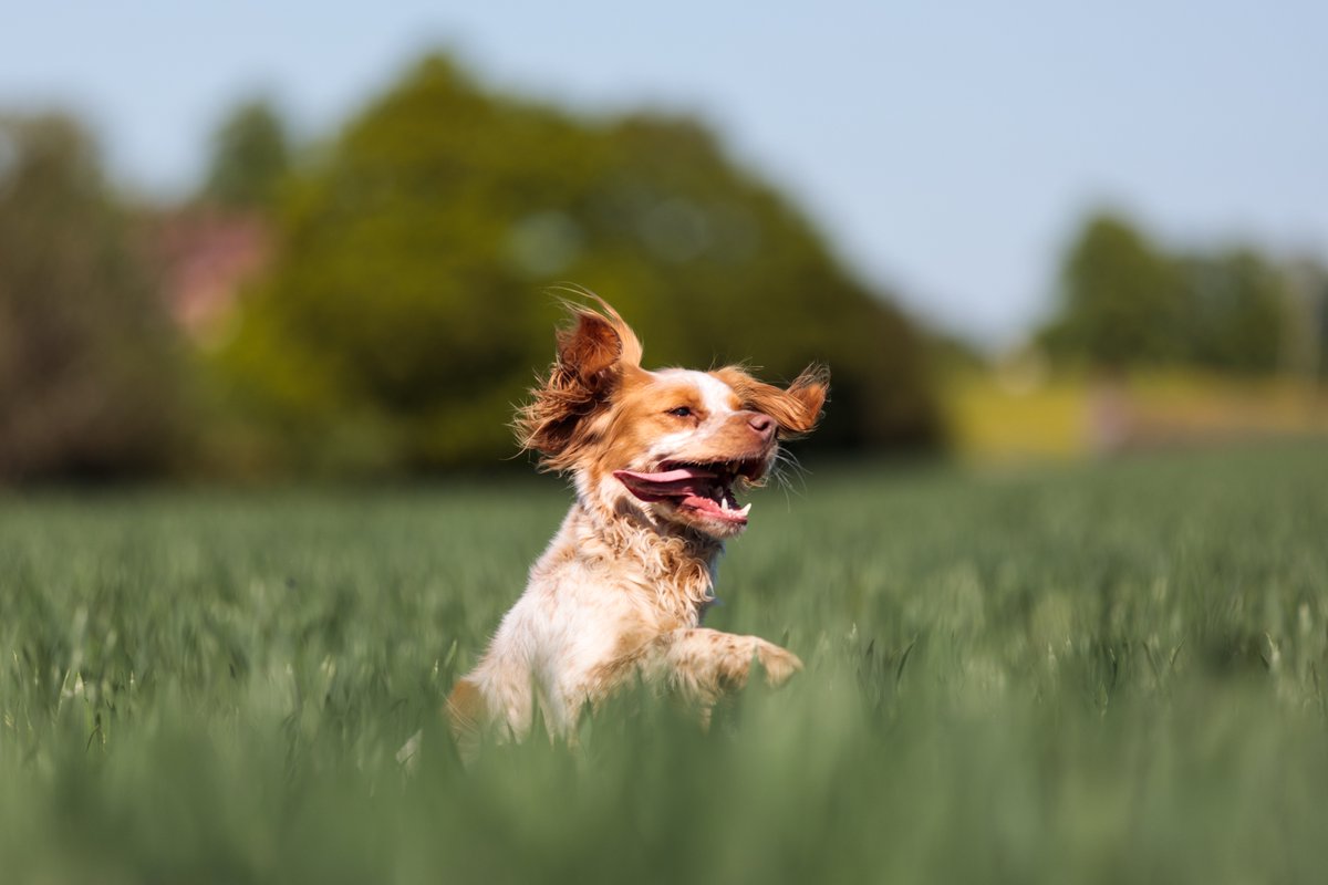 Yippeee, this is our Friday #mood! 🤪 📸: Abstract Aerial Art #cockerspaniel #dogs #Friday