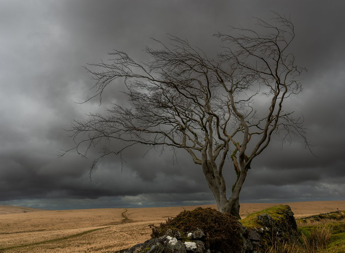 inspired0images's tweet photo. Tree at Whiteworks, a former mining hamlet near the town of Princetown, within Dartmoor National Park. Enjoy,!
#Tree
#Whiteworks
#Dartmoor
#Landscape https://t.co/IVlCFay2Eb
