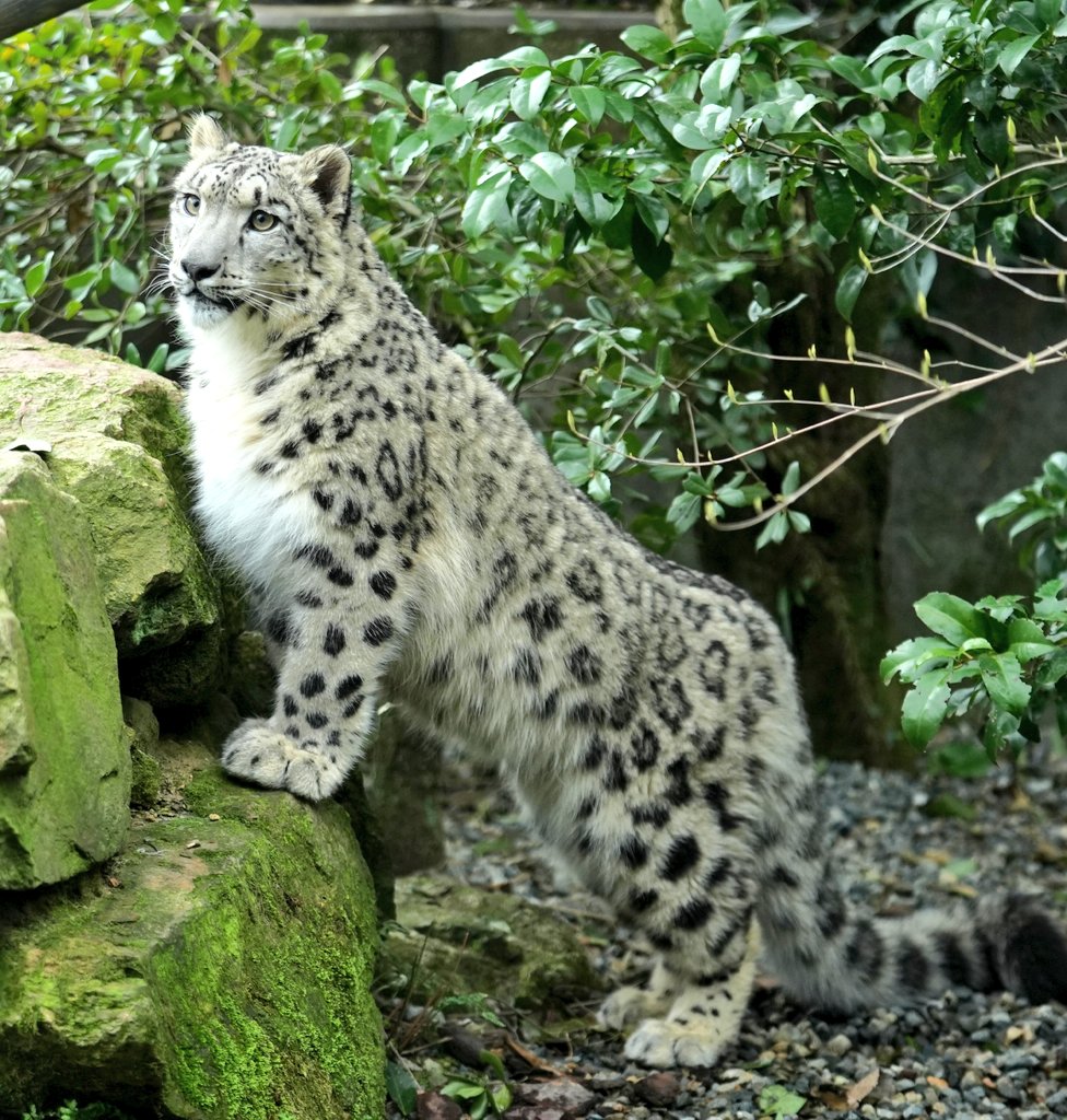 大きくなったなー #ユキヒョウ #いしかわ動物園 #snowleopard #ヒメル