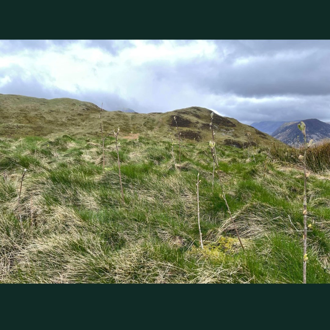 ChimneySheep's tweet image. A more diverse ecology slowly coming back with a little helping hand at Low Fell.

#chimneysheep @BuyLandPlantTreesCIC #blpt #trees #plants  #biodiversity #conservation #mothernature #ecofriendly #wildlife #birds #Sustainable #lakedistrict #lowfell #eforest #nwforestry
