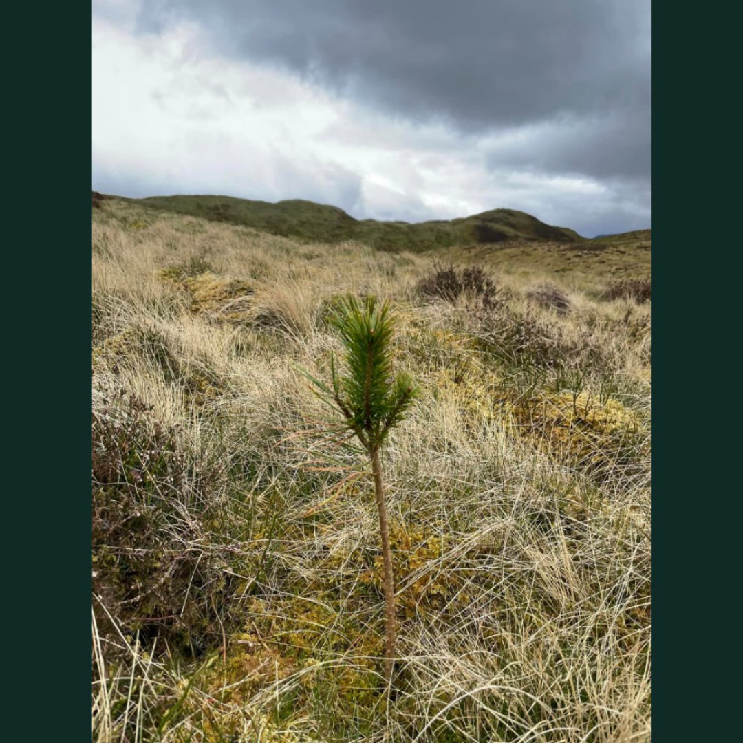 ChimneySheep's tweet image. A more diverse ecology slowly coming back with a little helping hand at Low Fell.

#chimneysheep @BuyLandPlantTreesCIC #blpt #trees #plants  #biodiversity #conservation #mothernature #ecofriendly #wildlife #birds #Sustainable #lakedistrict #lowfell #eforest #nwforestry