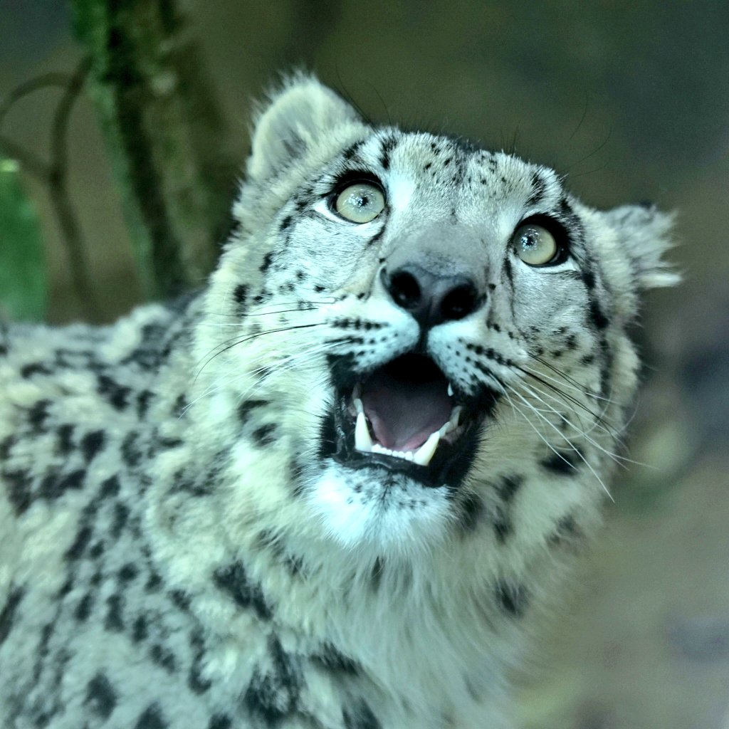 びっくり顔ヒメル #ユキヒョウ #いしかわ動物園 #snowleopard #ヒメル