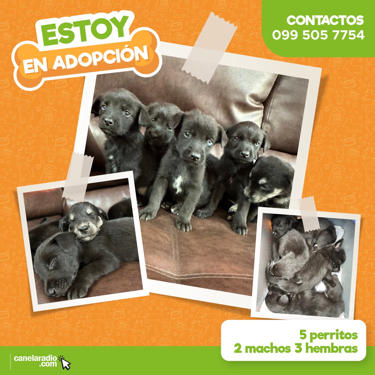 🔴ESTAMOS EN ADOPCIÓN🔴 🐶 Nuestra mamá falleció en el aluvión de La Gasca y nos quedamos solitos 🥺. Tenemos 2 meses y buscamos hogares amorosos que nos cuiden 🏡🫶🏻¡Adopta y cambia sus vidas! 📲 Comunícate para más info: 099-505-7754 3 hembras 2 machos 🟠Comparte esta…