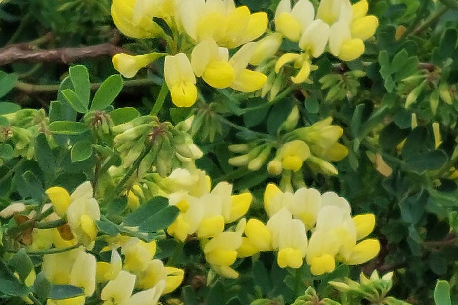 With its pea-like flowers, this Coronilla called 'Citrina' has a mass of small, fragrant, lemon-yellow flowers to enjoy.