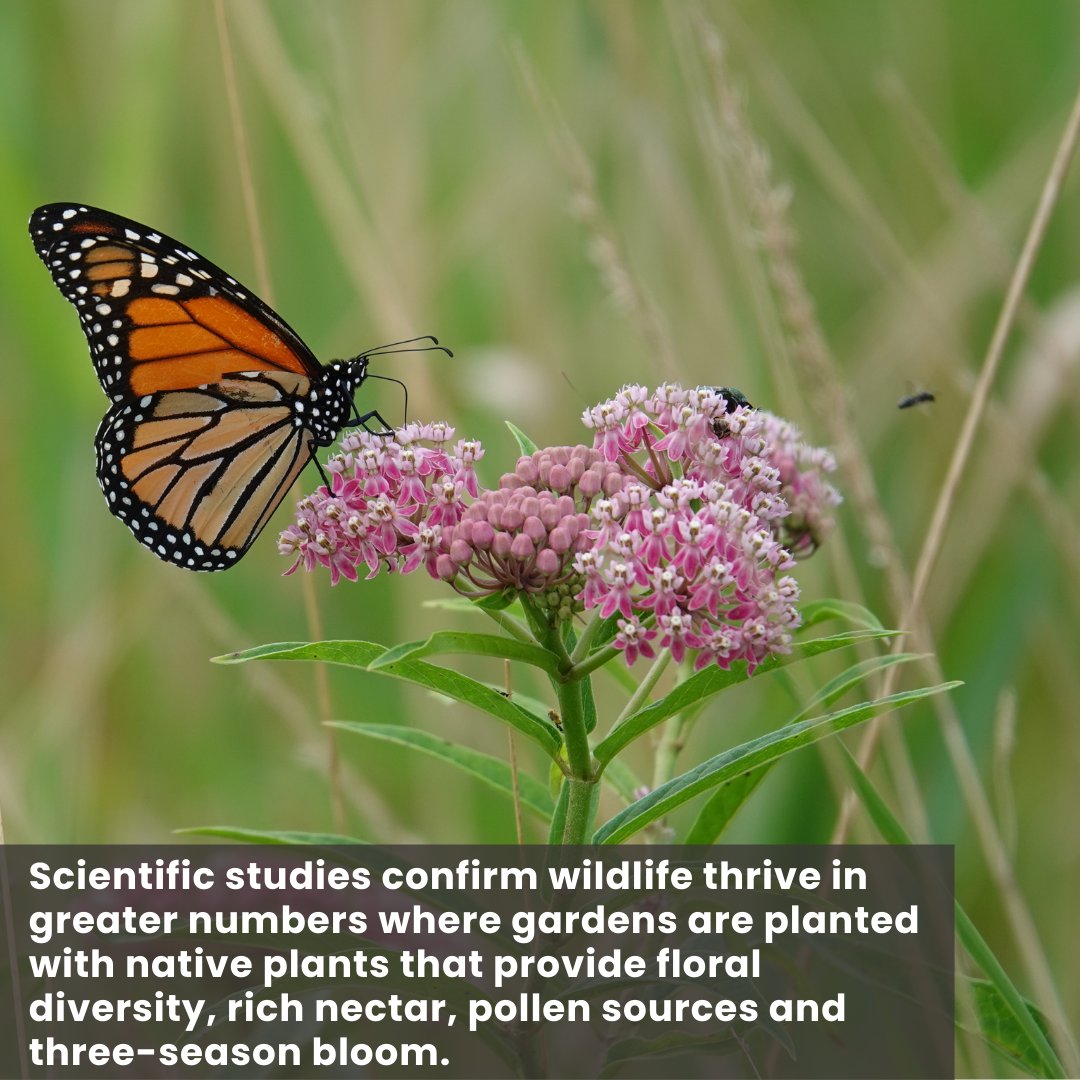 Garden for Wildlife tweet media