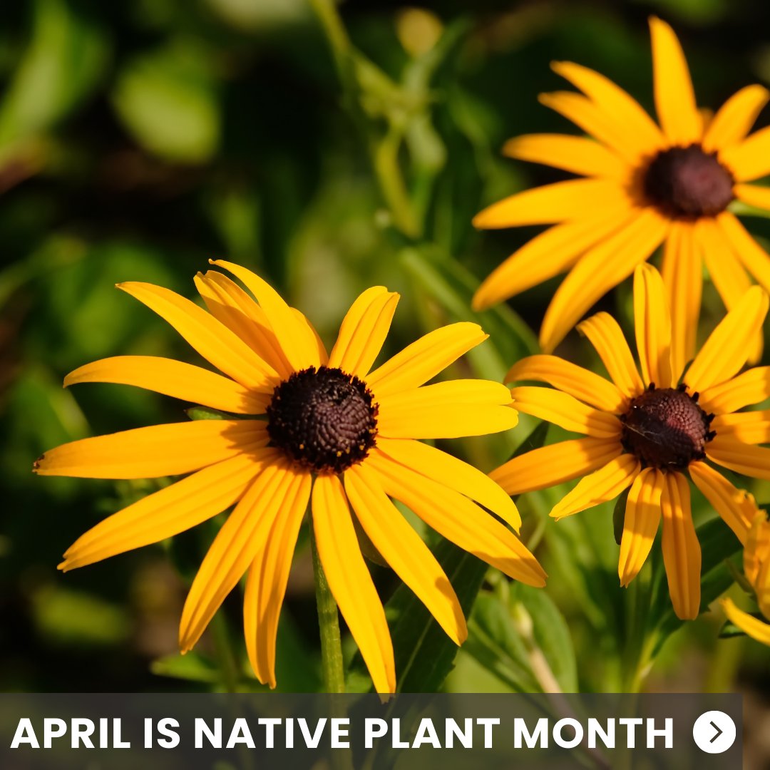 Garden for Wildlife tweet media