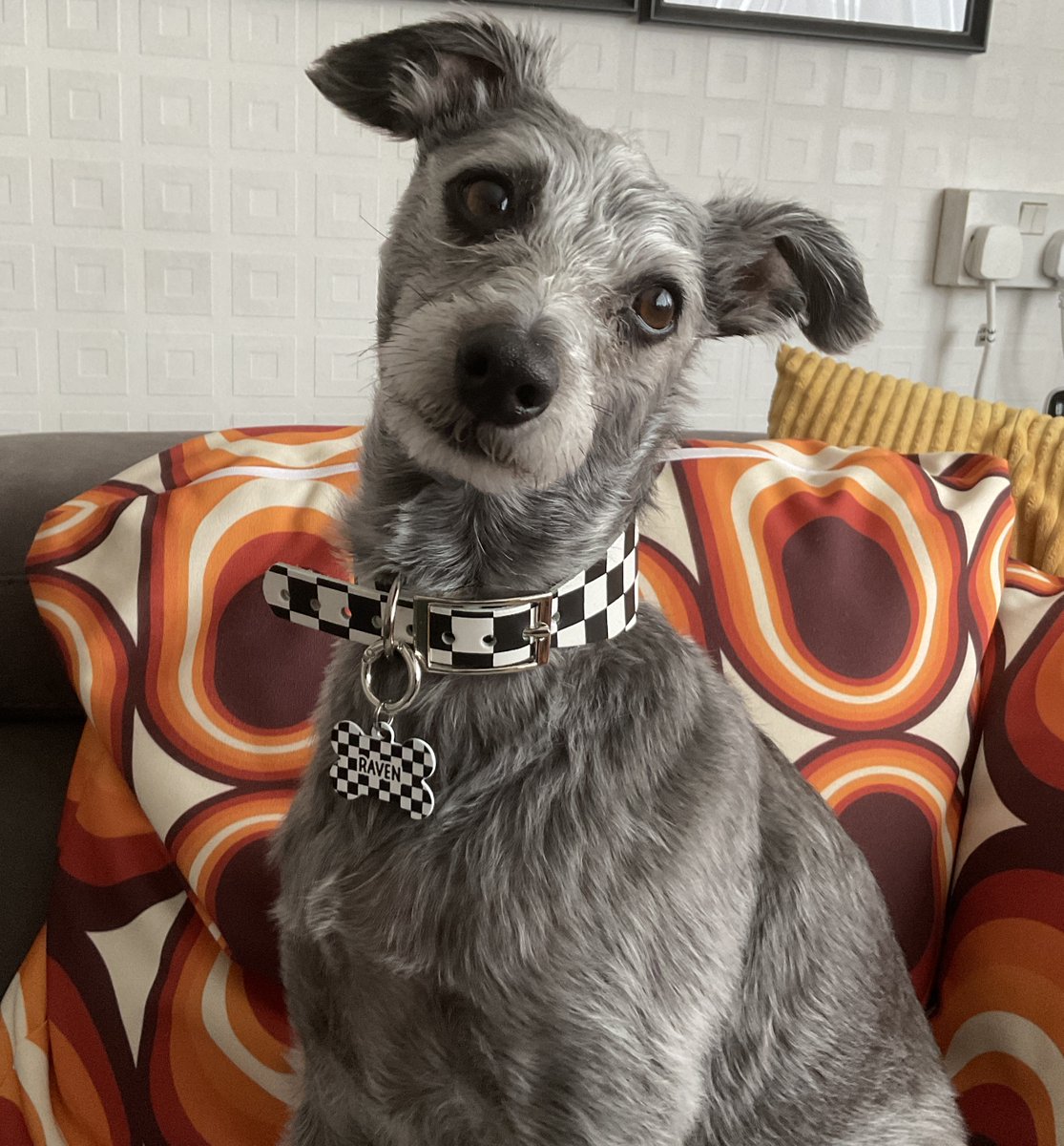girlshirl1's tweet photo. Raven has a new Two-Tone collar with matching name tag ◼️◻️◼️◻️◼️◻️◼️◻️🐾
#BlankExpression #DogsOfTwitter https://t.co/g9Q8Xc0pxw