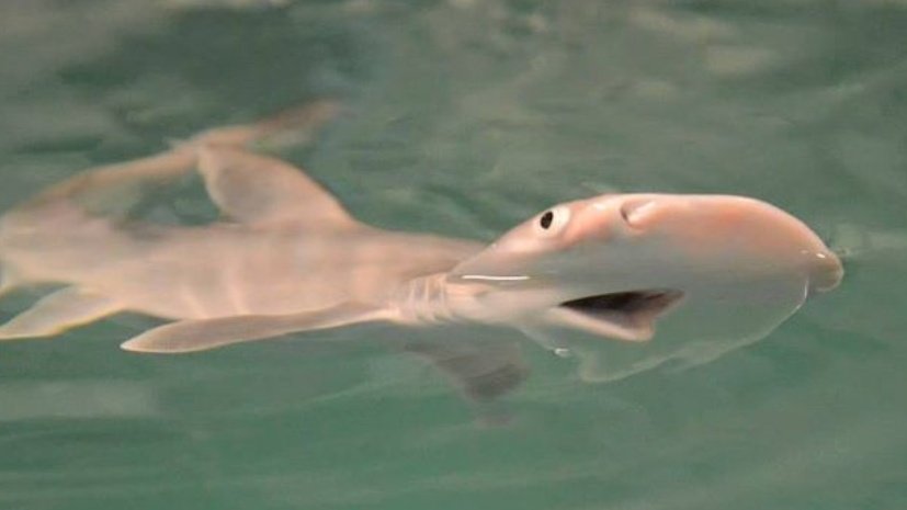 ♡ Happy Thursday! ~ Here are some shark pups to make your day!