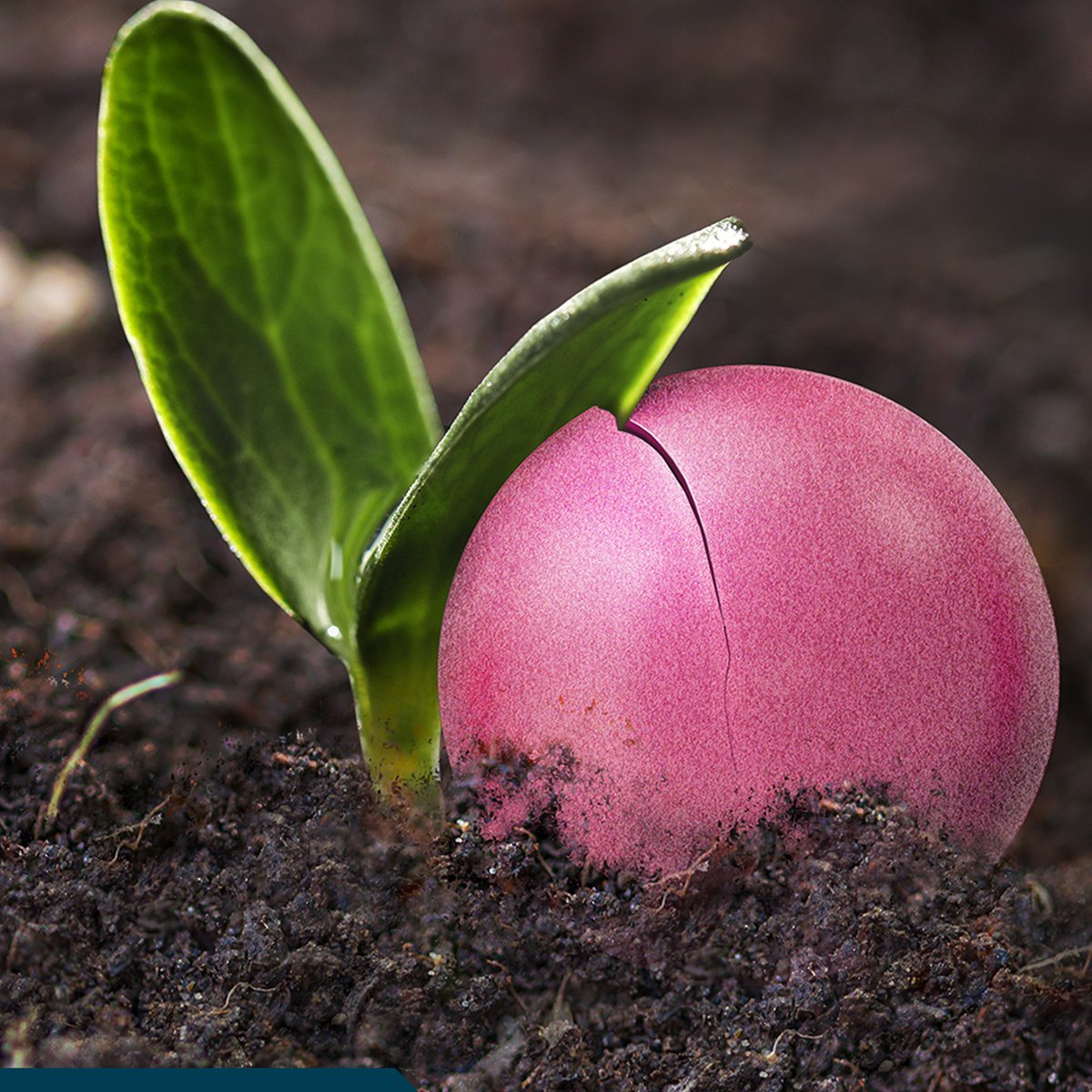 SVBeets's tweet photo. Plant PINK this spring with SESVanderHave! #TogetherWeGrow https://t.co/bdjDU7Ss3G