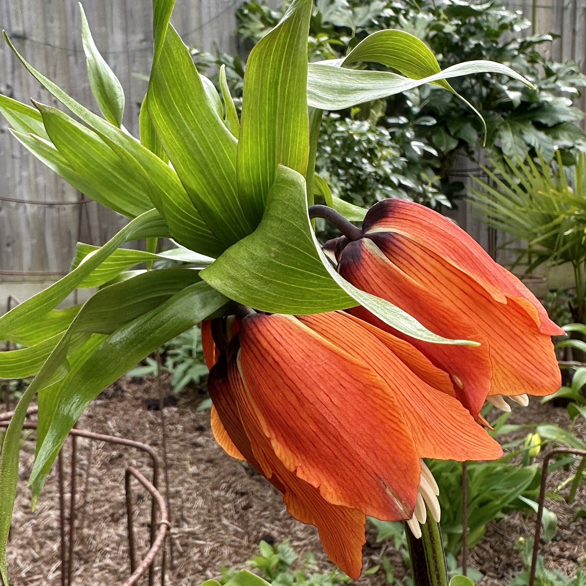 Fritillaria imperialis, a King of Flowers 👑🧡🌼#Flowers #Gardening #FlowerHunting