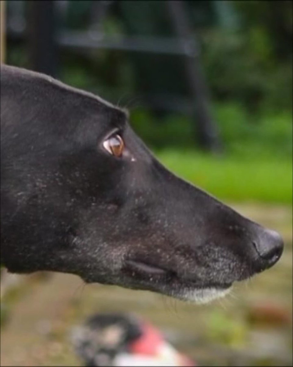 Birdy came in as a very nervous girl but is slowly coming round to us and now seeks out a fuss at any opportunity, stunning little black bitch with big amber eyes call the kennels team on 07783 367032 email info@retiredgreyhoundscanterbury.co.uk @centralparkgreyhound #TeamZay