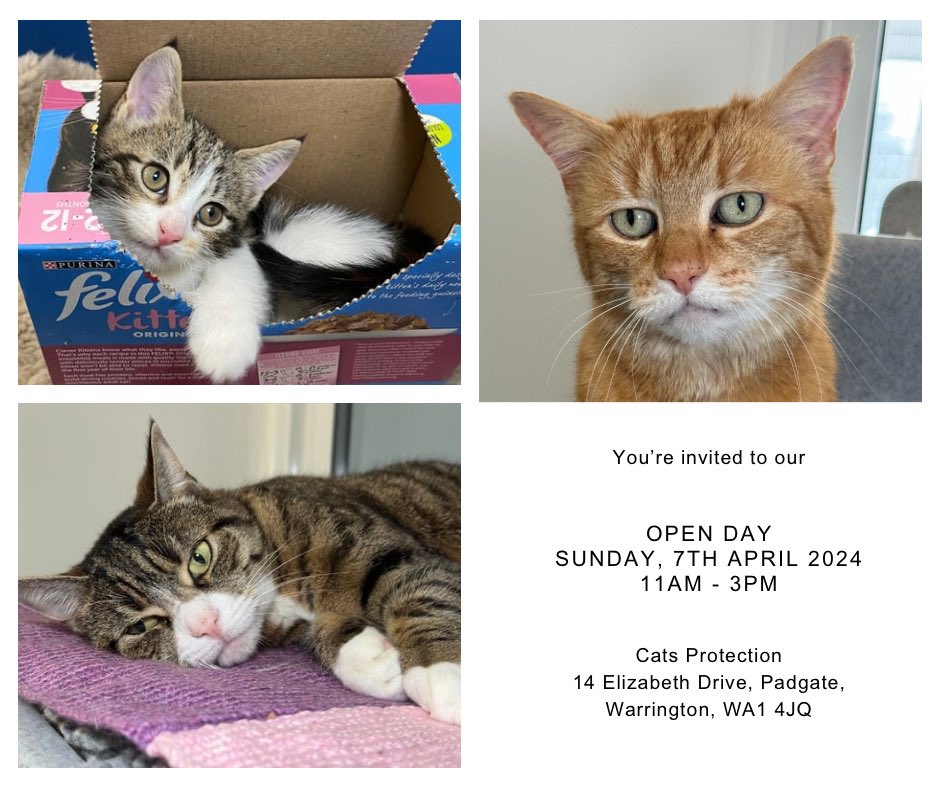 Please join us this Sunday, 7th April between 11am - 3pm. 🌸 Spring Open Day 🌸 The cattery will be open to see cats available for adoption. Plus craft stalls and tombola. We look forward to welcoming you 😺 #CatsOnTwitter #CatsOnX #Warrington #AdoptDontShop