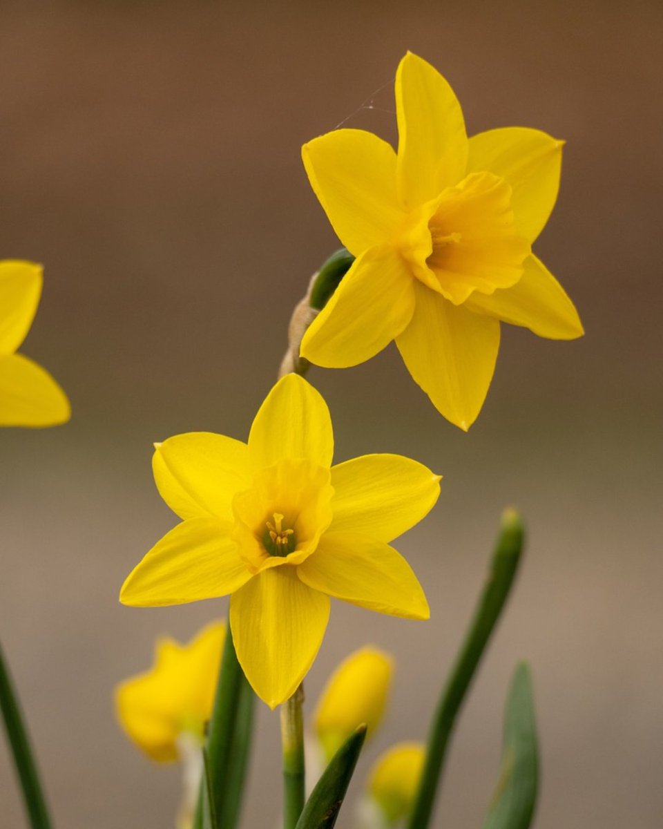 HelloYorkshire's tweet photo. One of the highlights of North Yorkshire in the spring is Farndale's Daffodil Walk. 

Have you ventured out for this spectacular North York Moors sight? 🌼

#Daffodil #SpringFlowers #Farndale #NorthYorkMoors #UKNationalParks https://t.co/3ObqV57uwC