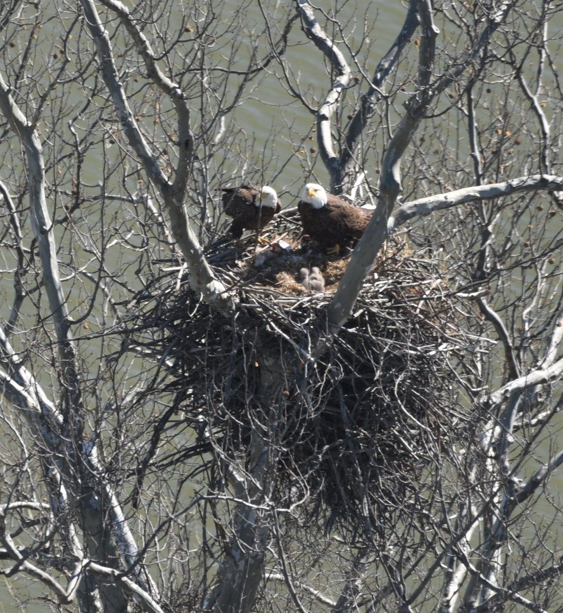 During this year's annual #eagle survey in the Washington Metropolitan Area, our Aviation Unit located an amazing active nest with baby chicks. It's only fitting that Eagle 1 🚁 would be able to find such an amazing sight!