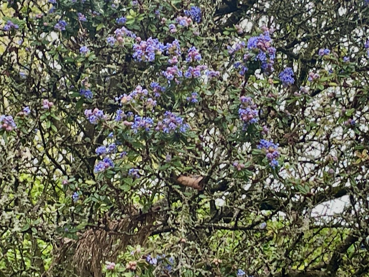 Mr Sly Squirrel is feasting on the little birdies din dins. He thinks I can’t see him. The poor beleaguered Ceanothus that came down in the last storm is being propped up by a pallet. The Expert said we should let her have one last glorious bloom. How bittersweet. Gales coming.😮