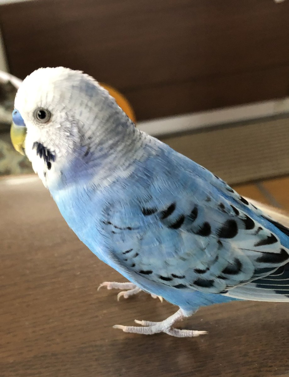 otamaOchan31's tweet photo. #神奈川県 #横浜市 #旭区 から #迷子 になった #セキセイインコ「あおちゃん」を探しています‼️
遺失届を再申請しました
神奈川県では、書類の保存は翌年度から3年だそうです
8歳になったあおちゃんが再迷子になる可能性は低いかもしれませんが、藁にもすがる思いです https://t.co/tNOi6XypYx