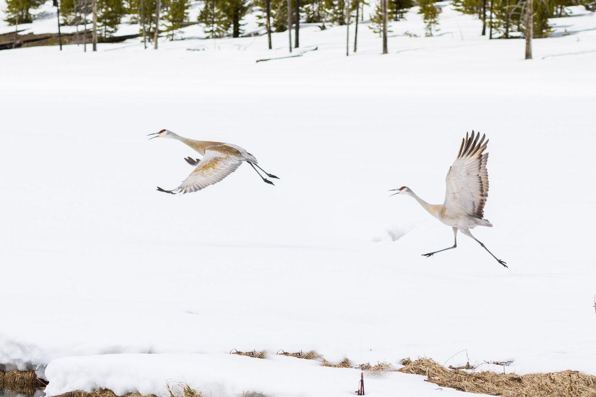 Big birds. Keep your eyes and ears out for Sandhill cranes this time of year as their migration patterns take them to Yellowstone in early spring. Their guttural calls announce their presence long before most see them. The tallest birds in YNP, they stand about 4 feet tall.