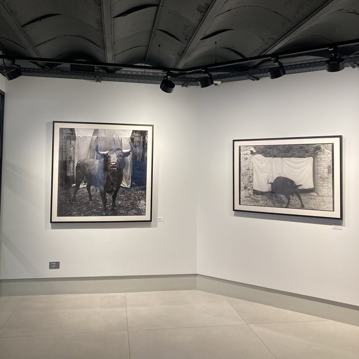 Beatriz González tweet media