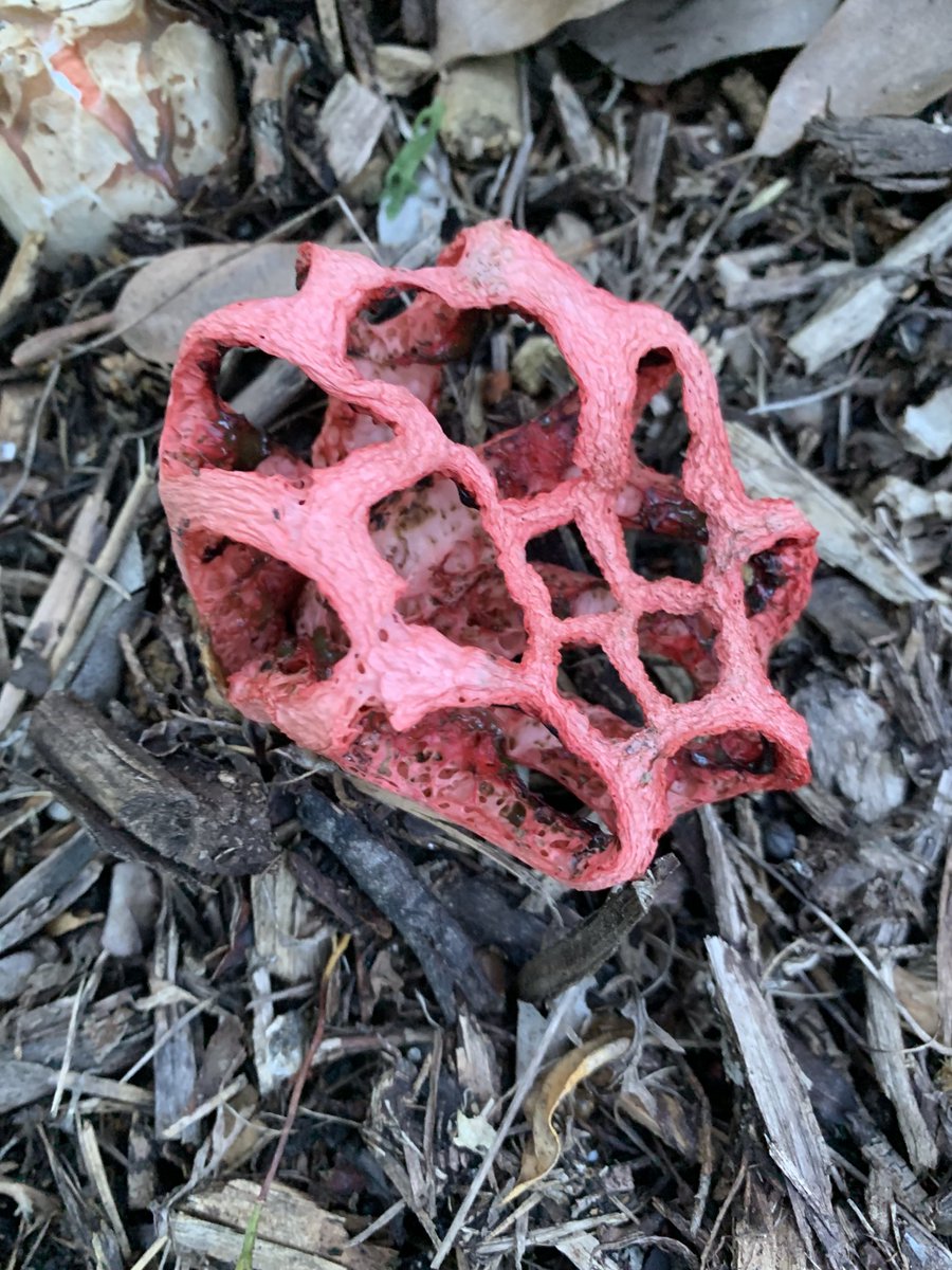 #Clathrin -mediated #endocytosis in my garden.  Also known as « cœurs de sorcières » or clathre rouge