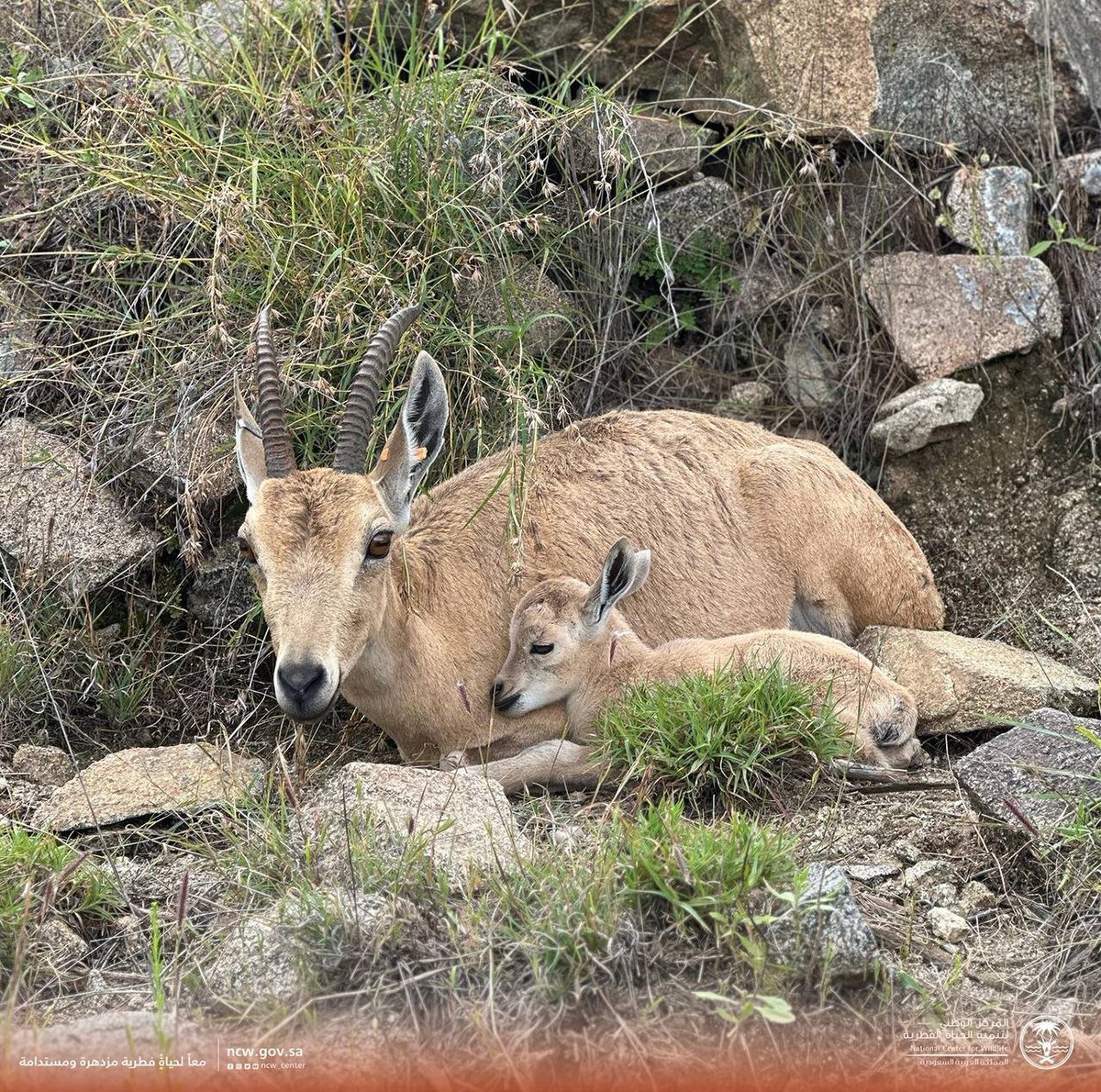الوعول والغزلان في مراتع صباها بغابات بلجرشي الخلابة

📌 المنتزه الوطني ببلجرشي

#بلجرشي 
#بلجرشي_مود