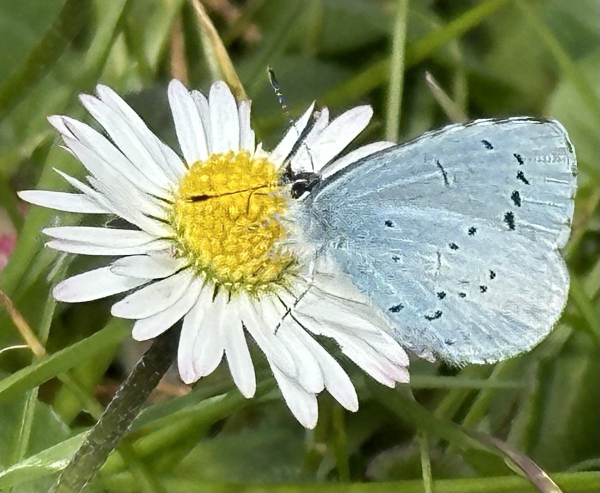 First Holly Blue butterfly of the year for me. Quite happily feeding on a patch of daisies in #TheMedleyWalledGarden 🤗