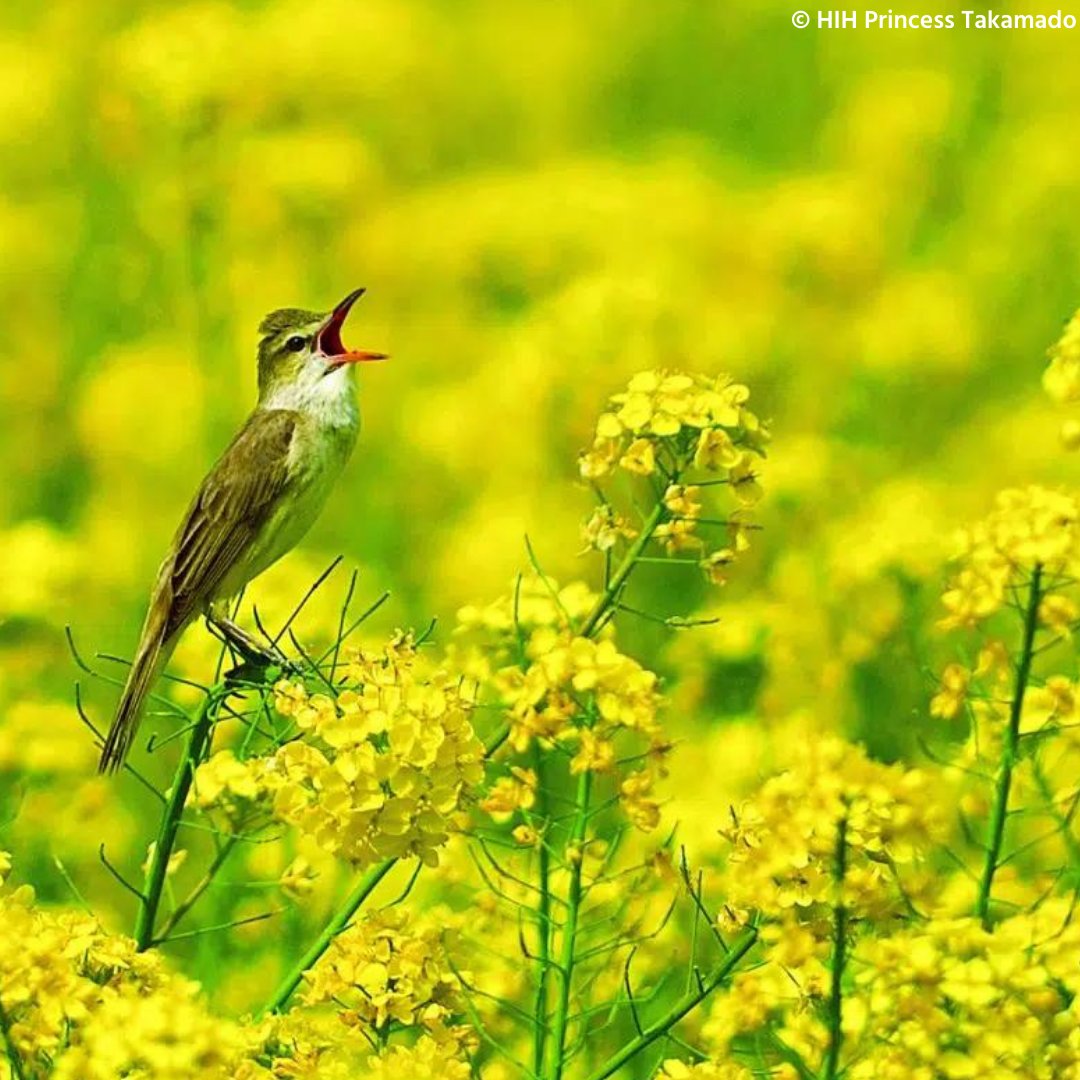 Do you love the sound of chirping birds?🎶 In her latest article, HIH Princess Takamado, BirdLife International's Honorary President, shares her joy of birdsong. 🐦 As an avid wild bird photographer, Princess Takamado details her encounters with species such as the Great…