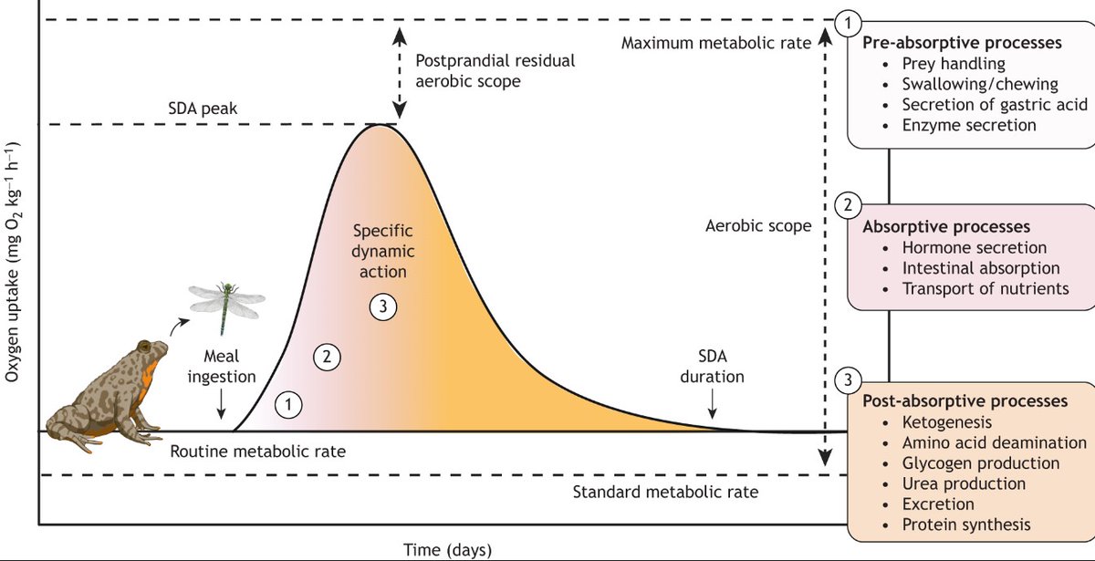 In their Commentary, <a href="/H_R_Goodrich/">Harriet Goodrich</a> <a href="/Tobias_Wang_AU/">Tobias Wang</a> &amp; co discuss the mechanisms underlying the rise in metabolism during digestion. Apparently protein synthesis is the main contributor

#comparativephysiology #science #zoology #Biology 

journals.biologists.com/jeb/article/22…