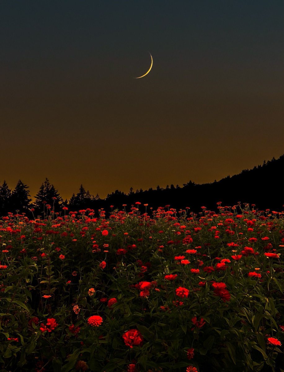 Aesthetics (@aestheticspost_) on Twitter photo 