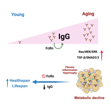 IgG is an aging factor that drives adipose tissue fibrosis and metabolic decline dlvr.it/T54786
