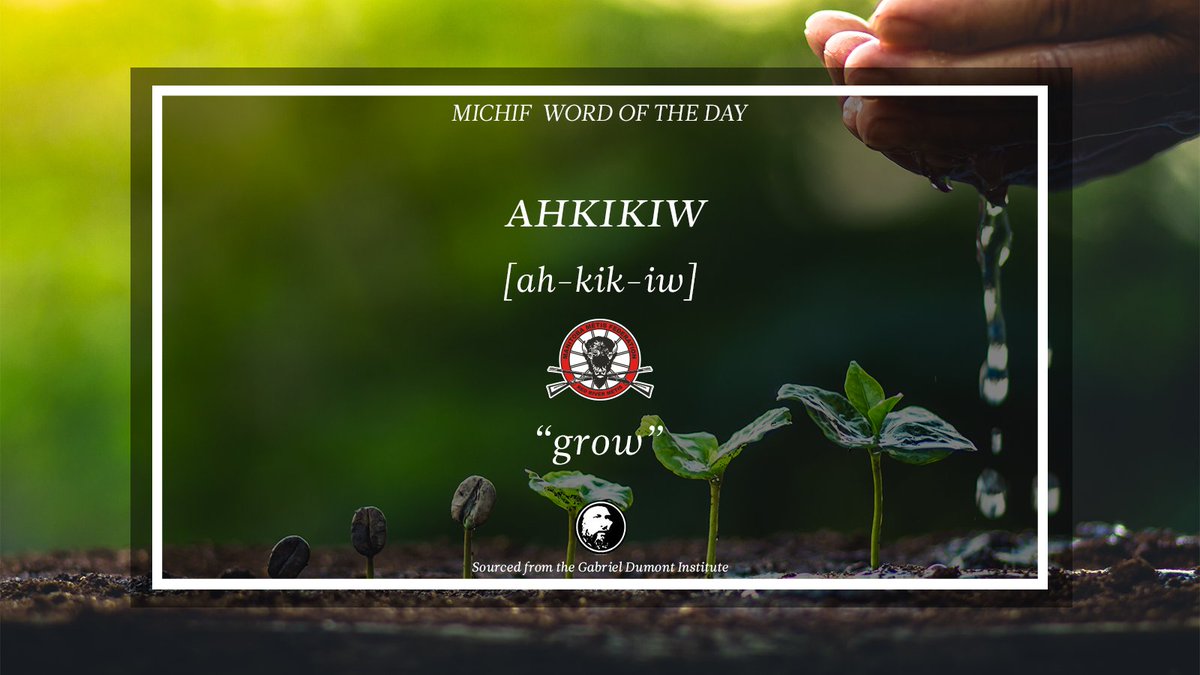 Michif Word of the Day – April 5, 2024 AHKIKIW Meaning: “grow” Sourced through the Gabriel Dumont Institute: conta.cc/3K4bUmB. #RedRiverMétisGovernment #RedRiverMétis