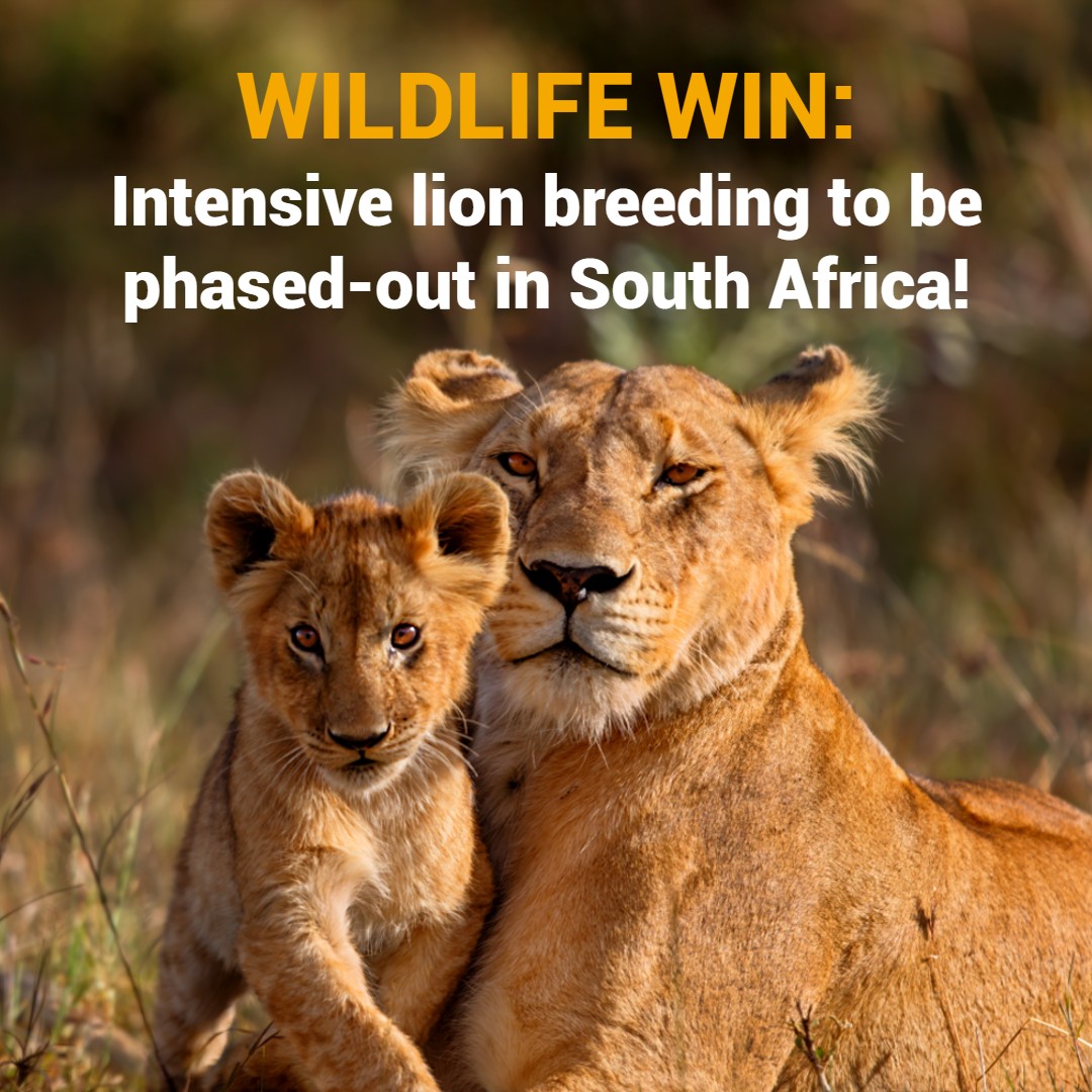 We welcome news that South Africa’s Cabinet has approved policies to end intensive lion breeding and the management and captive breeding of rhinos for commercial purposes! The decision follows campaigning by wildlife NGOs including Born Free. 
Read more 👇
ow.ly/hUAP50R8vBc