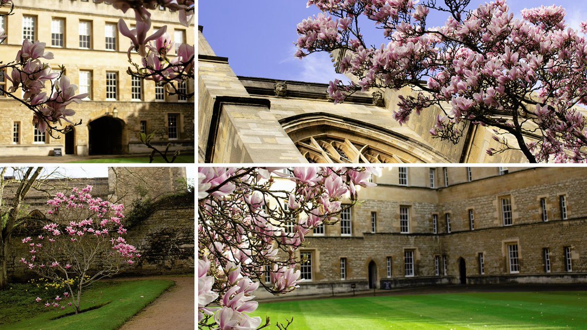 Even on a rainy day, it's good to remind ourselves we are in spring 💮 📷 Alumni Office / AG #NewCollegeSpring #NewCollegeOxford #Magnolia #SpringBlossom #OxfordSpring