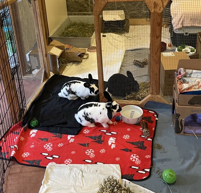 BC_SPCA's tweet image. 🌻❤️Meet April and May! These sweet girls can be a bit shy when they first meet you, but they are lovely little buns who will entertain you with their playful antics. Visit ow.ly/YRZx50R7CrM to learn more about this sweet duo. #Comoxbc