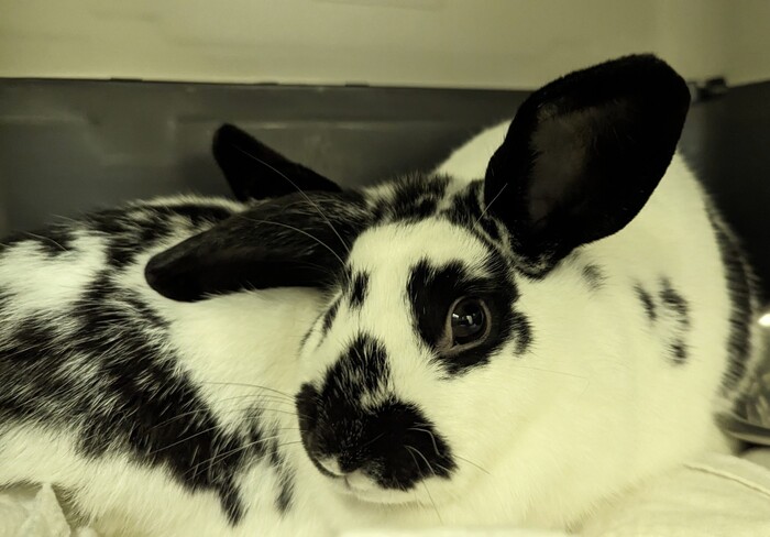 BC_SPCA's tweet image. 🌻❤️Meet April and May! These sweet girls can be a bit shy when they first meet you, but they are lovely little buns who will entertain you with their playful antics. Visit ow.ly/YRZx50R7CrM to learn more about this sweet duo. #Comoxbc